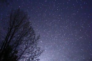 Night_Sky_Stars_Trees_02